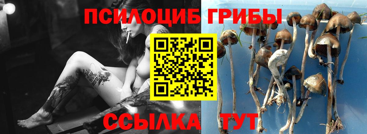 Галлюциногенные грибы Psilocybine cubensis  Вход с VPN  Галлюциногенные грибы Psilocybine cubensis  Горно-Алтайск 